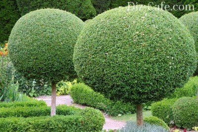 Шарообразный топиарий Шарообразный топиарий