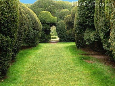 Арка в виде топиария Арка в виде топиария