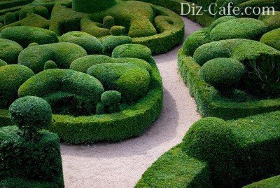 Куполообразный топиарий Куполообразный топиарий
