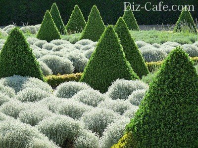 Контрастное сочетание в топиарии Контрастное сочетание в топиарии