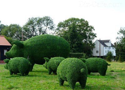 Каркасный топиарий хрю-хрю Каркасный топиарий хрю-хрю