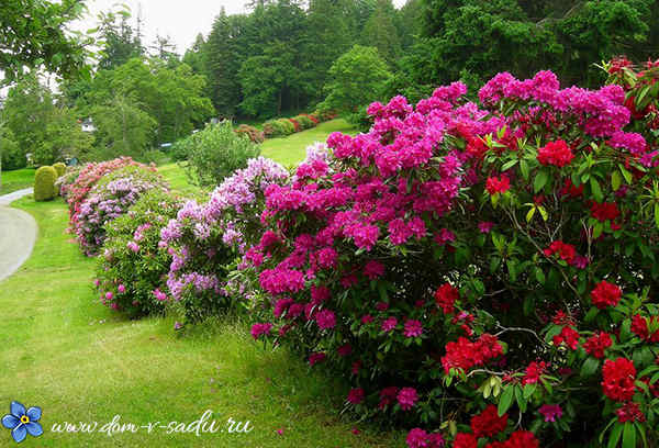 Текстильный петух с выкройками своими руками