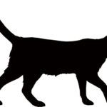 Создаём уникальный интерьер: шаблоны трафаретов для декора своими руками Трафареты (шаблоны) кошек для декора своими руками