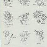 Вышивка лентами цветы для начинающих, рекомендации в необычной технике, схемы и фото композиций полевых букетов