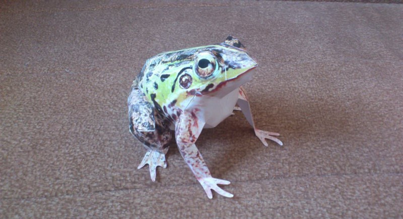 Лягушка-оригами из бумаги: простые схемы с фото