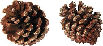 Как сделать рождественский венок своими руками - 150 фото идей создания, подробный видео мастер-класс для начинающих