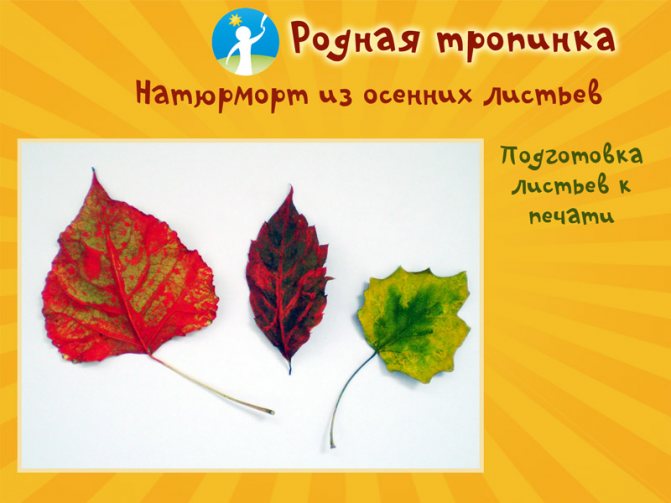 Аппликация фрукты (81 фото): шаблоны фруктов для создания детской поделки