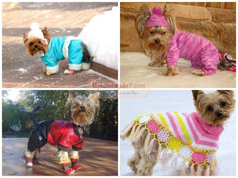 Как выбрать подходящую одежду для йорка: советы и рекомендации Как выбрать подходящую одежду для йорка: советы и рекомендации