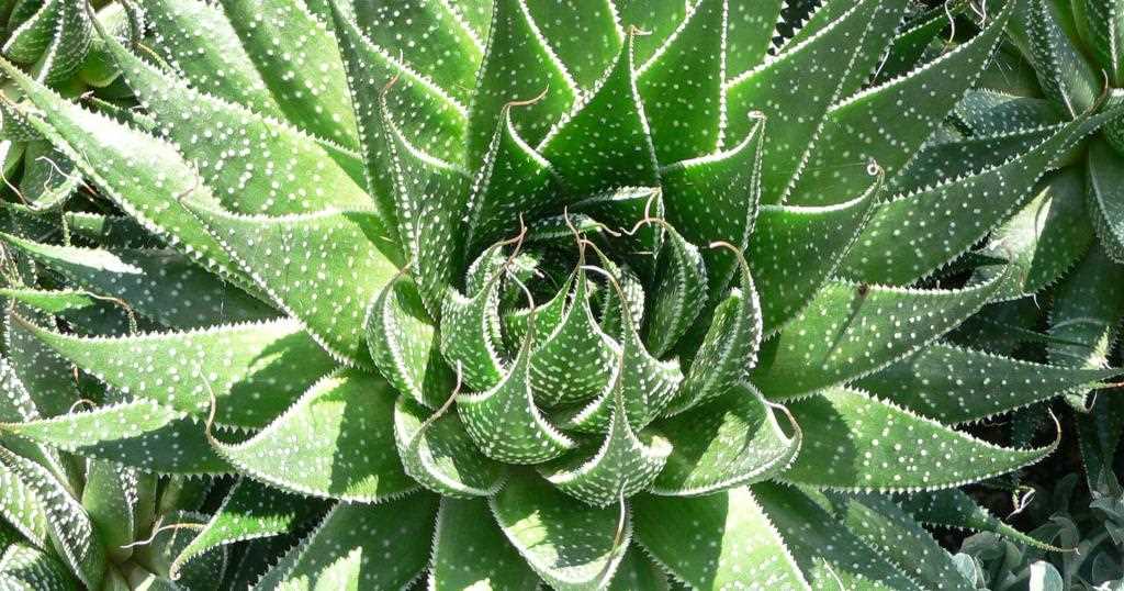 2. Использование алоэ в медицине