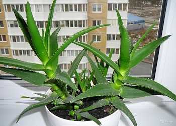 Подраздел 1: Витамины и минералы, содержащиеся в алоэ