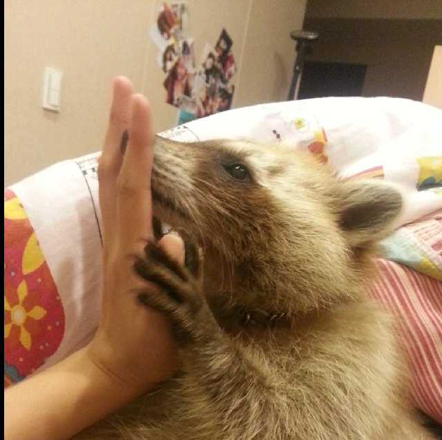 Енот в домашних условиях: содержание, уход и особенности Енот в домашних условиях: содержание, уход и особенности