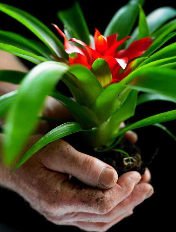 Гузмания: как ухаживать за цветком в домашних условиях