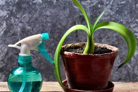 Как избавиться от мошек в домашних условиях