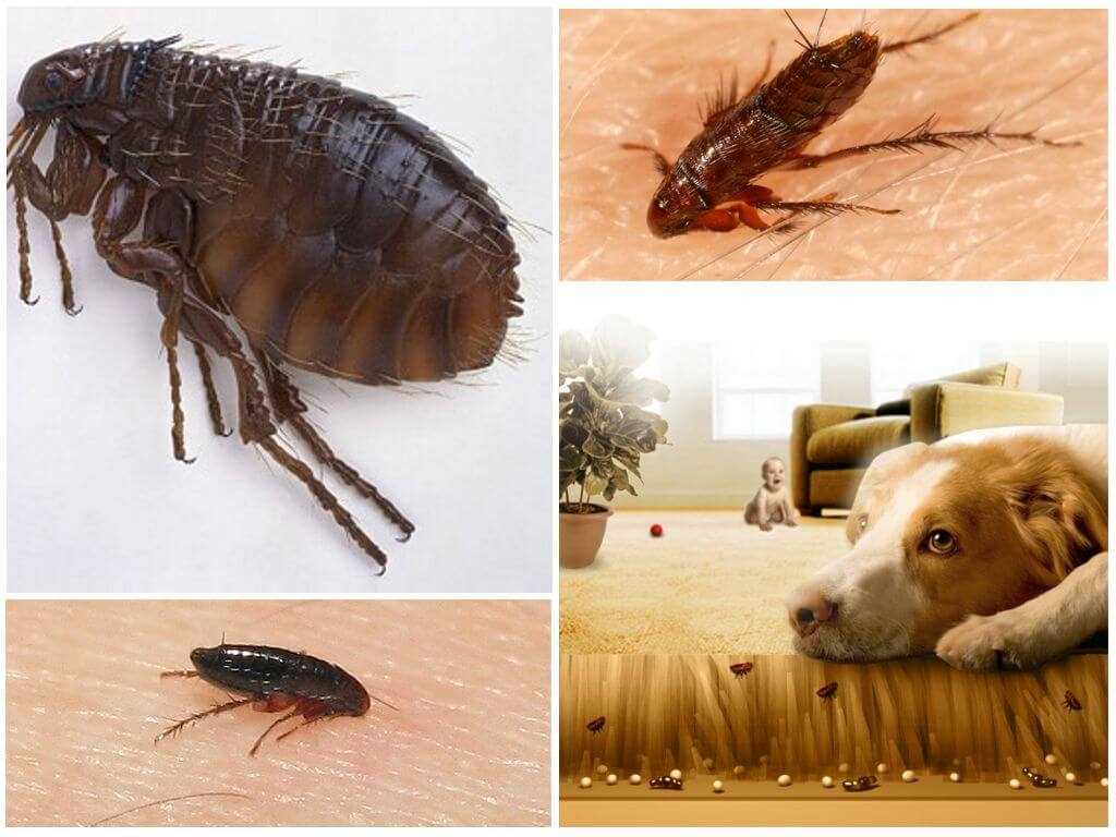 Как быстро и безопасно избавиться от плесени в доме: советы экспертов