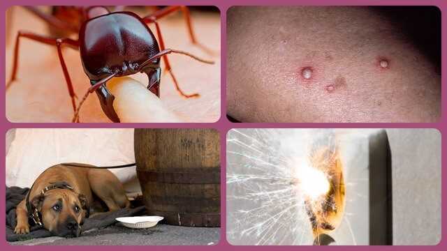 Шаг №1: Определение местонахождения гнезда