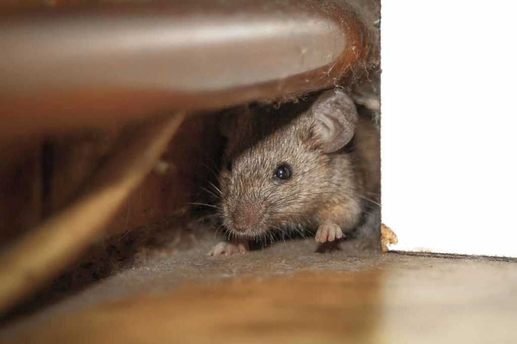 Изменить тактику и повторить меры борьбы