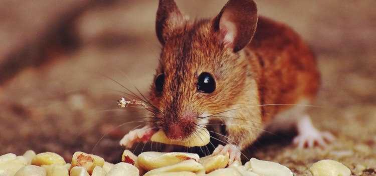 Как эффективно избавиться от мышей в квартире: простые и проверенные способы Как эффективно избавиться от мышей в квартире: простые и проверенные способы