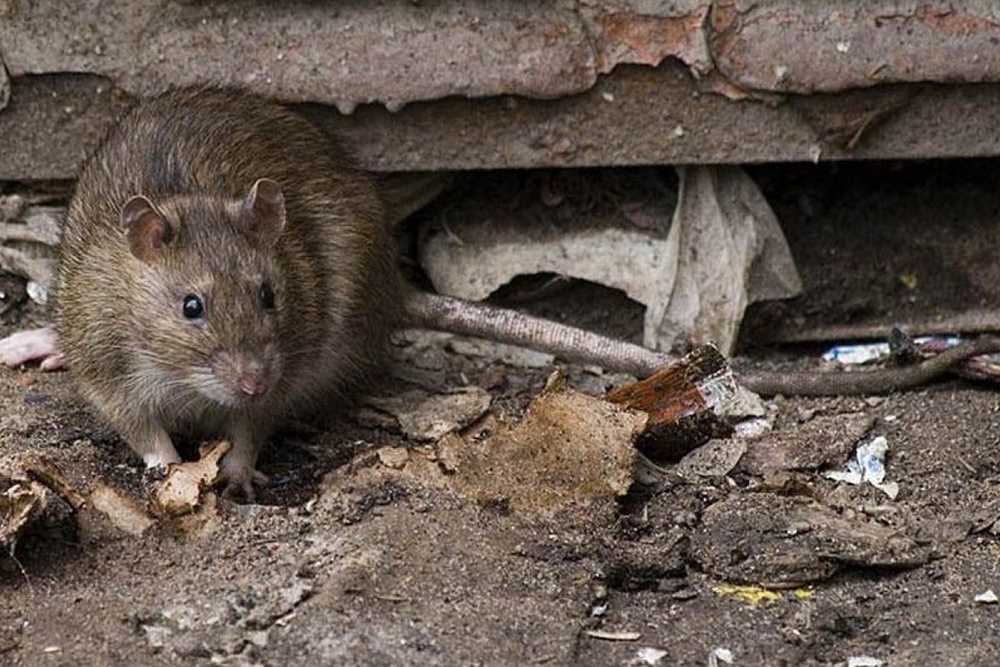 Установка ловушек и устройств отпугивателей