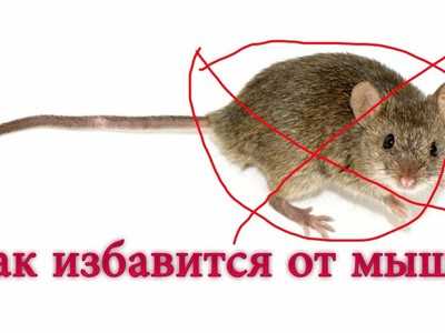 Как избавиться от мышей в частном доме: эффективные методы борьбы Как избавиться от мышей в частном доме: эффективные методы борьбы