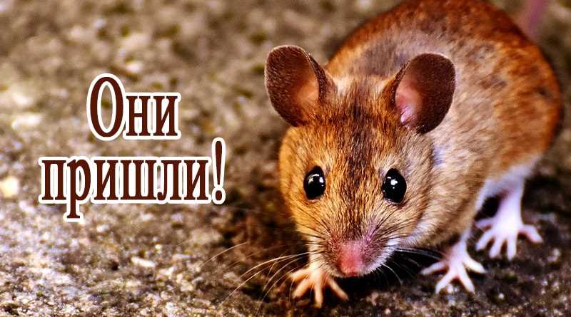 Ловушки для мышей