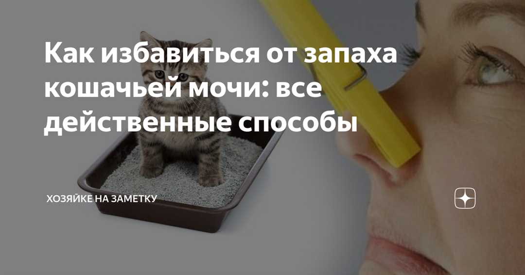 Популярные методы устранения запаха кошачьей мочи