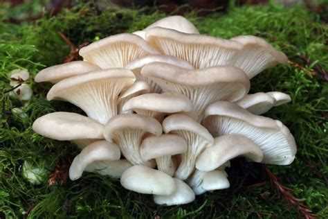 Рецепты приготовления вешенок