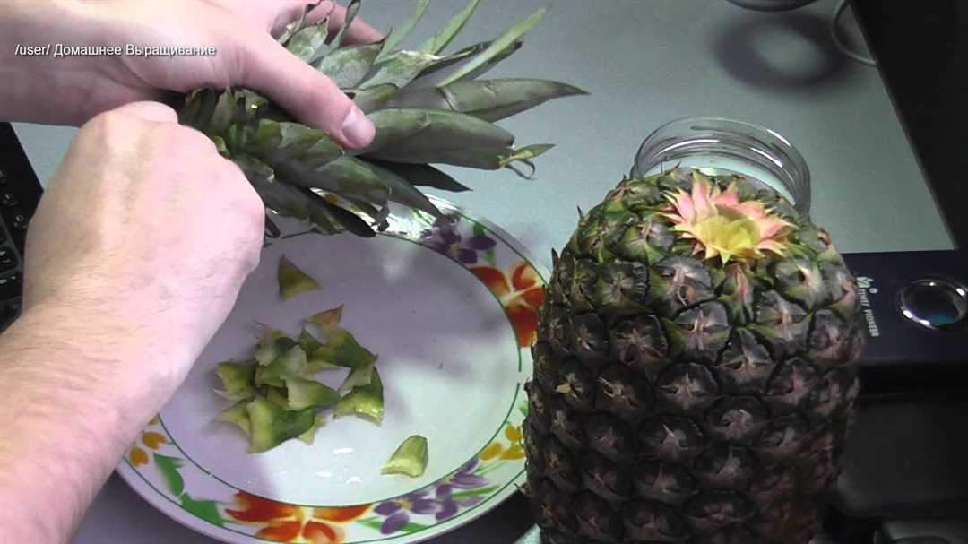 Как сохранить свежесть ананаса