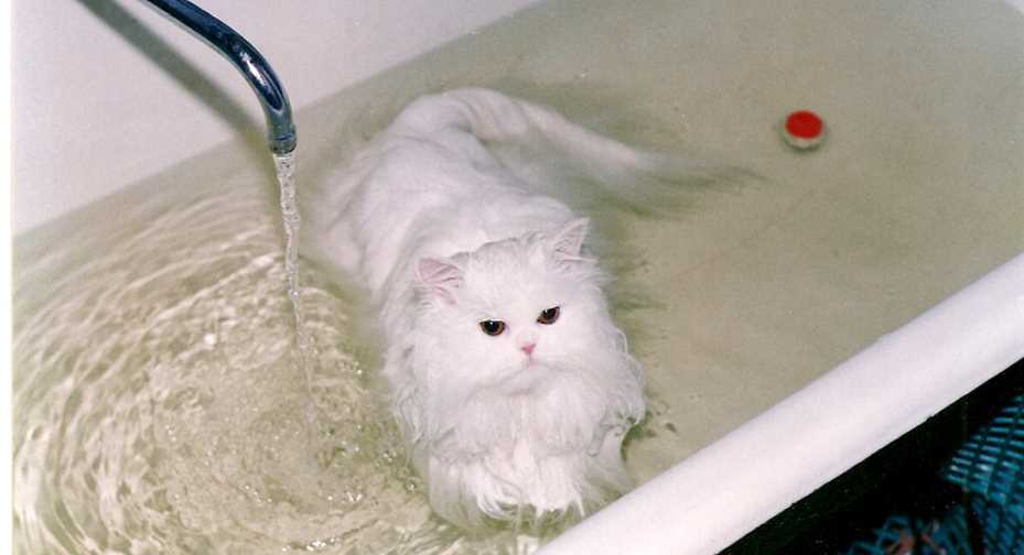 Как правильно помыть кота: советы и рекомендации Как правильно помыть кота: советы и рекомендации