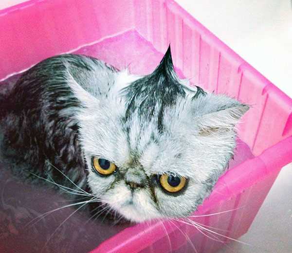 Сушка и фенинг