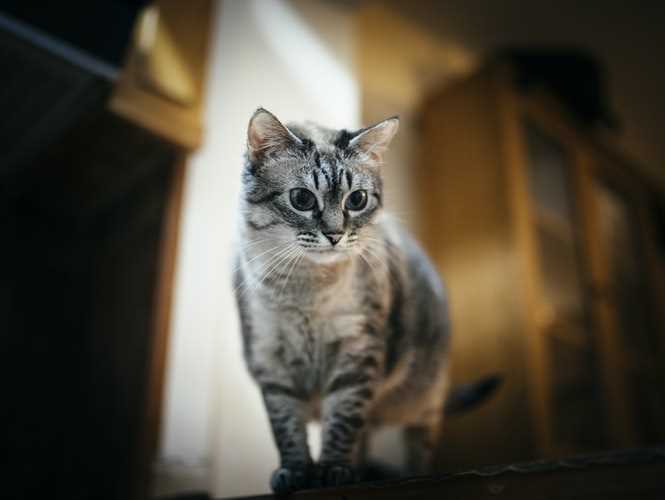 Активное обучение кота