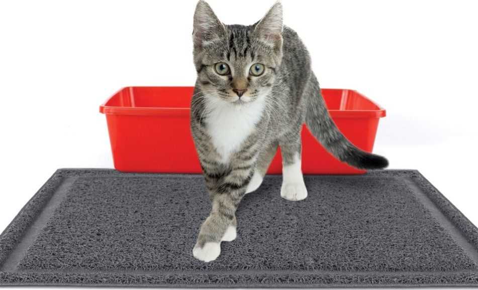 Стимулирование лояльного поведения кота на протяжении всей жизни