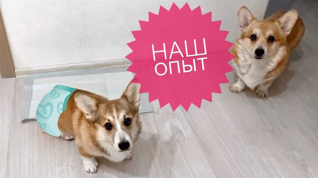 Как правильно приучить щенка к туалету: советы и рекомендации Как правильно приучить щенка к туалету: советы и рекомендации