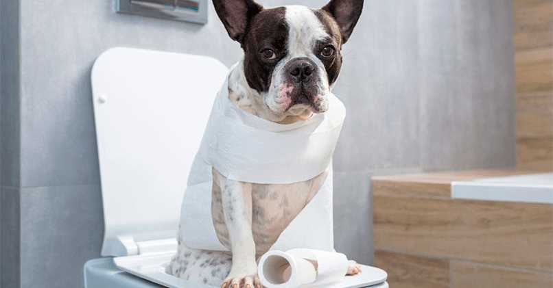 Возраст щенка