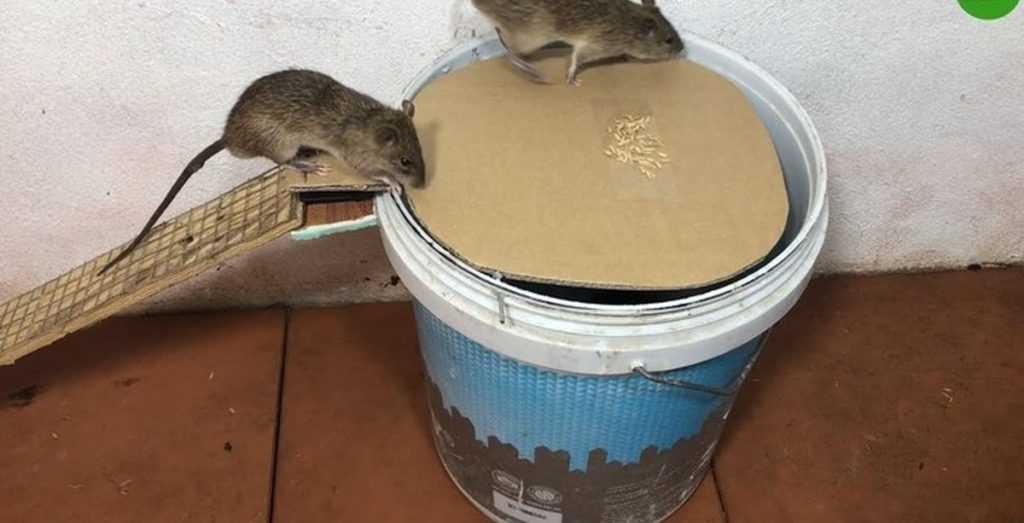 Крысоловка своими руками: как сделать дешево и эффективно Крысоловка своими руками: как сделать дешево и эффективно