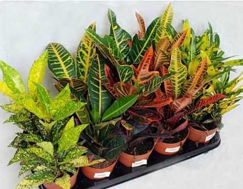 Свет: от чего зависит?