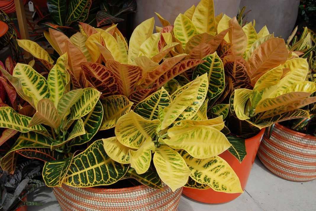 Кротон: как правильно ухаживать за растением в домашних условиях