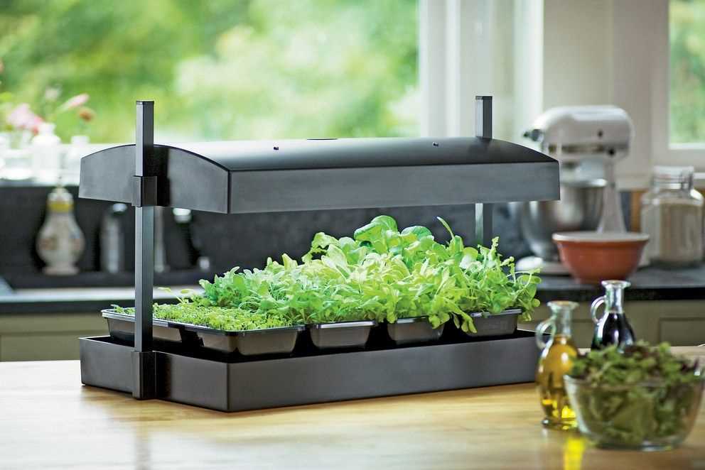 Лампы для растений: как выбрать и использовать Лампы для растений: как выбрать и использовать