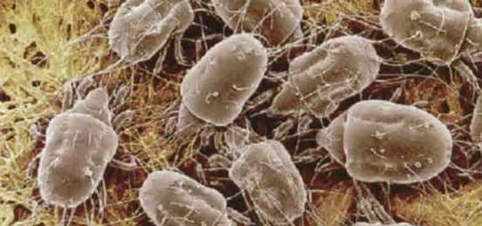 Откуда берется пыль в доме: причины и способы борьбы