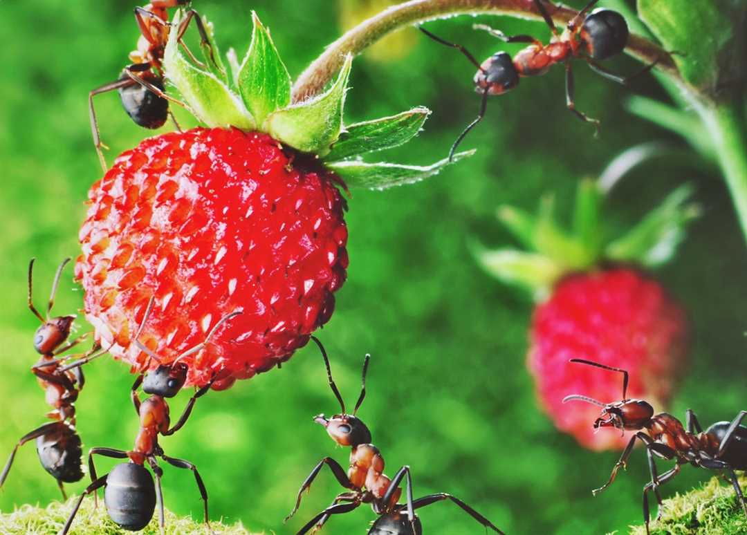 Простые и эффективные способы, как избавиться от домашних муравьев Простые и эффективные способы, как избавиться от домашних муравьев