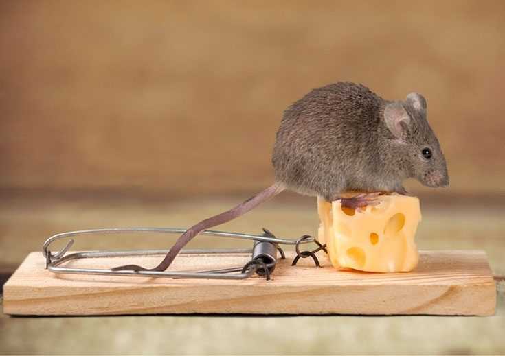 Простые способы избавления от мышей в частном доме: советы, которые работают Простые способы избавления от мышей в частном доме: советы, которые работают