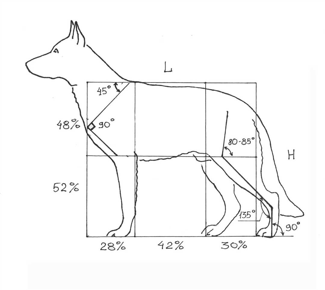 Выкройка комбинезона для собаки: удобный покрой и комфортное облегание