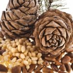 Польза и вред кедровых орехов Польза и вред кедровых орехов