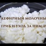 Тибетский гриб: свойства молочного гриба, уход, применение Тибетский гриб: свойства молочного гриба, уход, применение